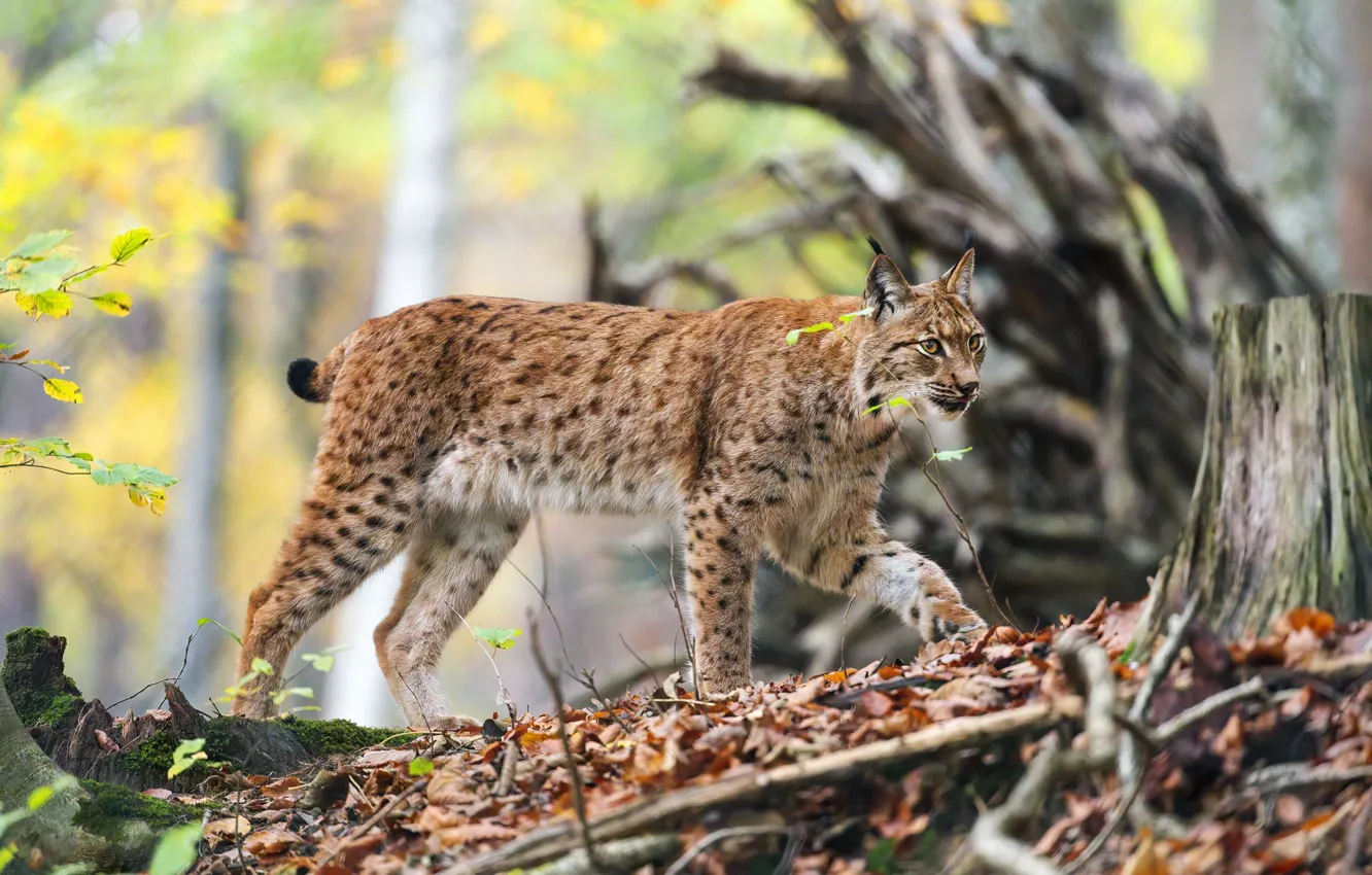 Photo wallpaper forest, nature, walk, lynx