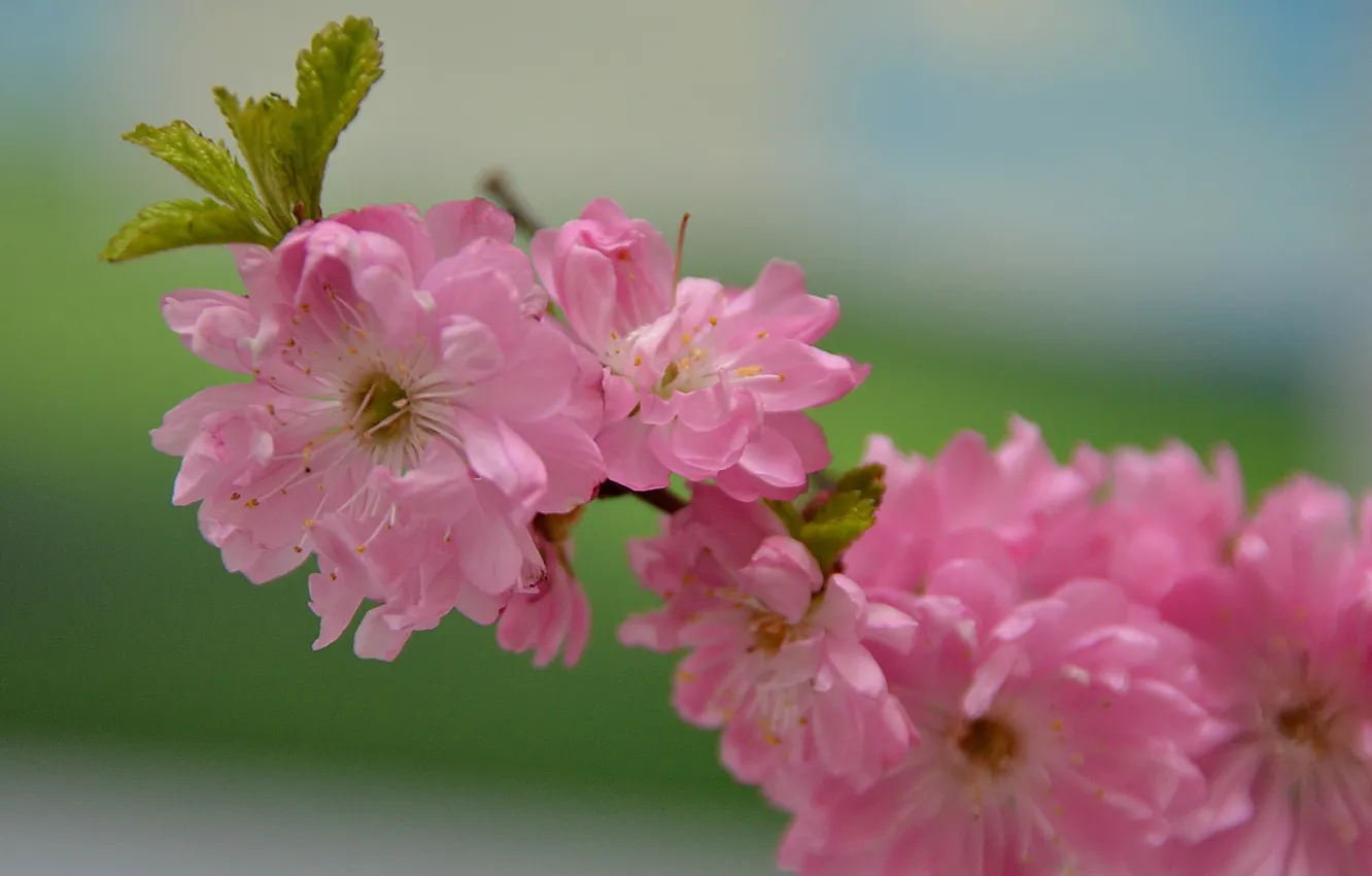 Photo wallpaper branch, Sakura, pink color