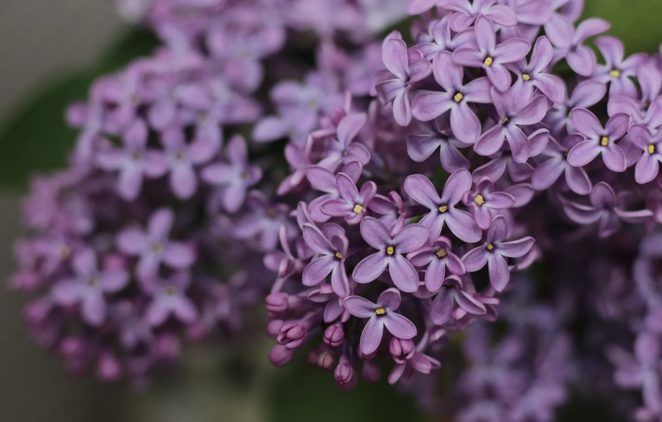 Photo wallpaper lilac, Lilac flowers, lilac blossoms