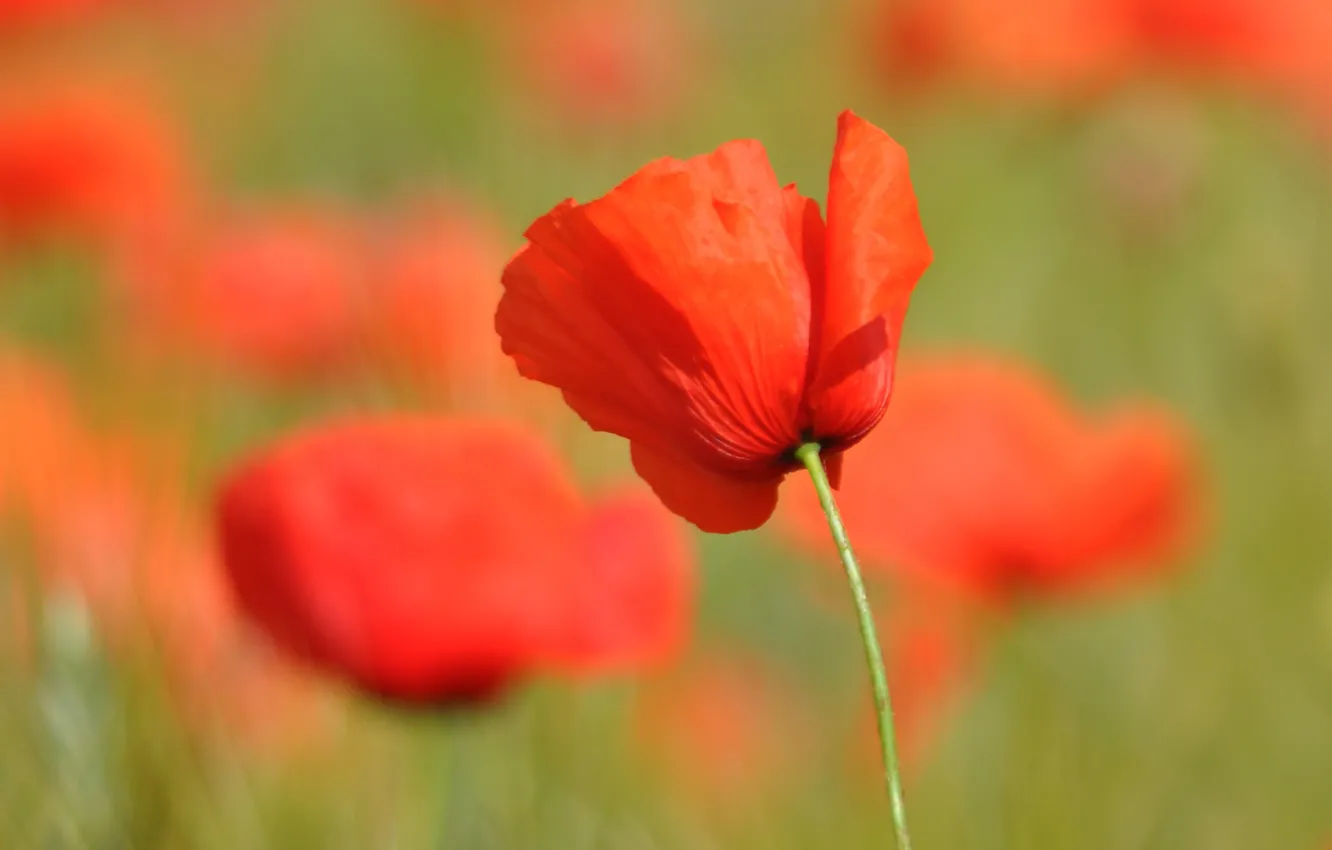 Photo wallpaper macro, flowers, red, Mac, Maki, al, green background