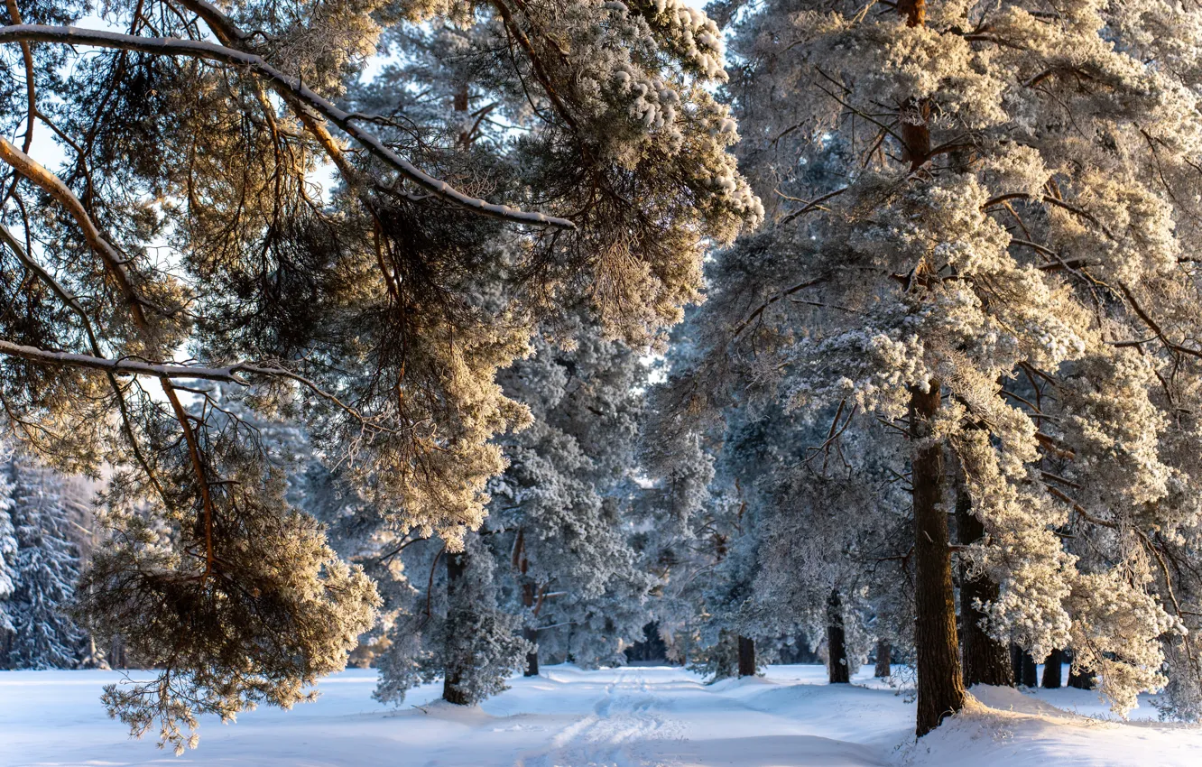 Photo wallpaper frost, snow, trees, winter, sun.