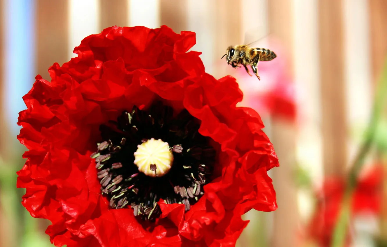 Photo wallpaper flower, summer, nature, bee, Wallpaper, petals