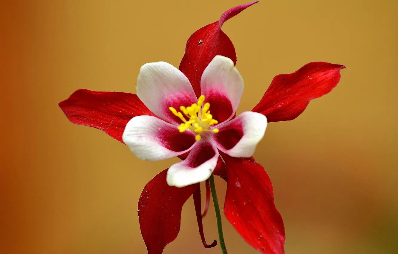 Photo wallpaper flowers, nature, plant, petals