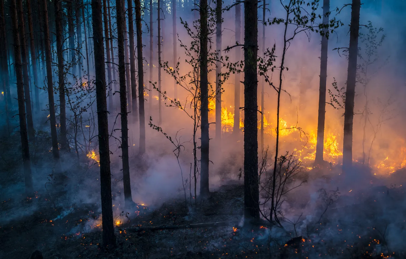 Photo wallpaper forest, fire, fire, smoke