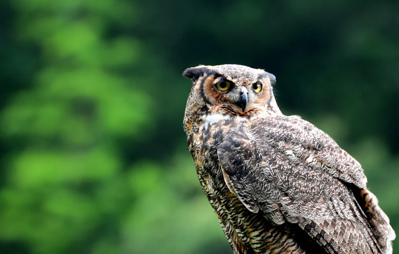 Photo wallpaper forest, macro, Owl, looks