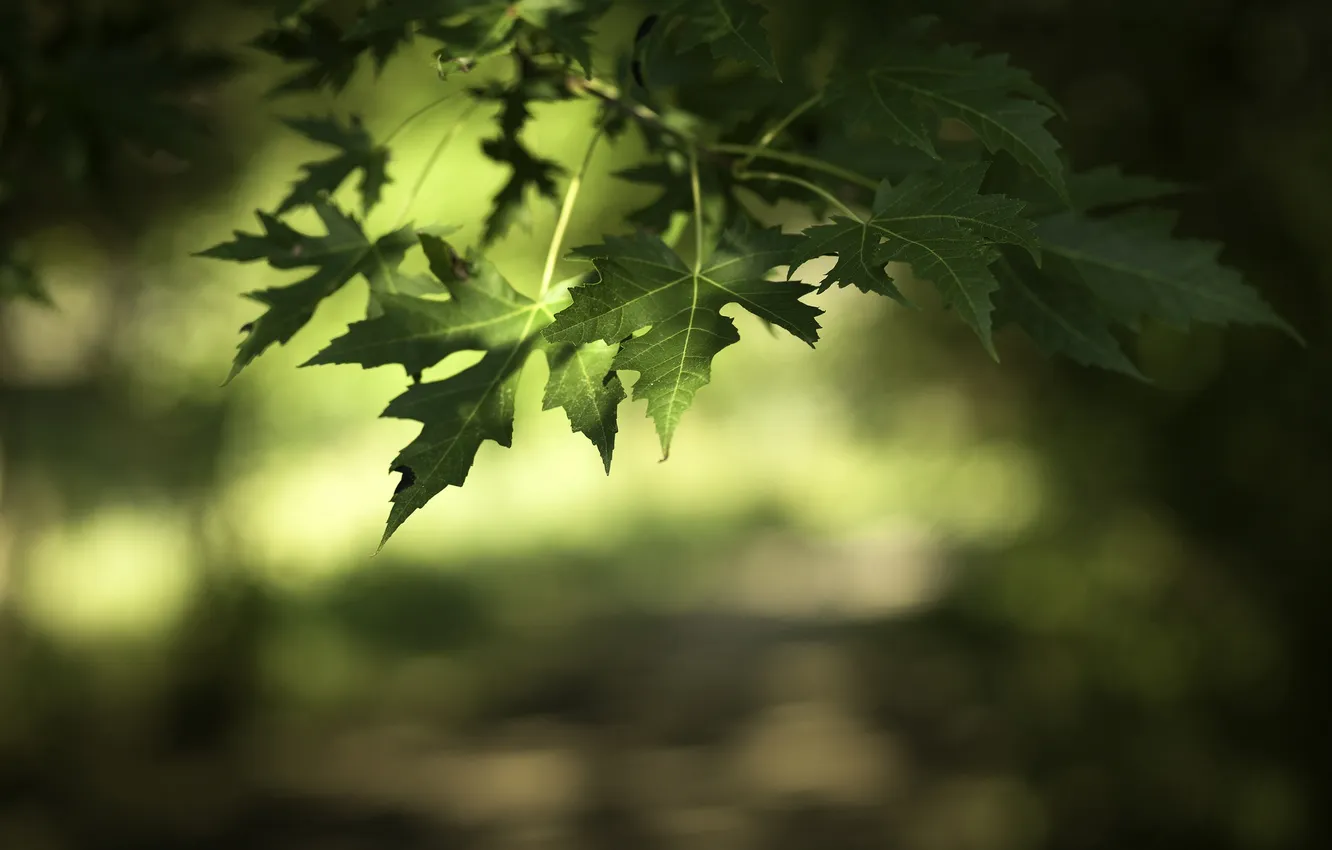 Photo wallpaper leaves, tree, branch, green