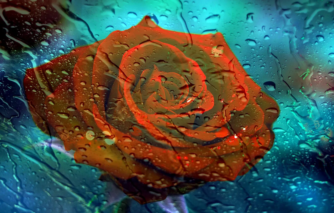 Photo wallpaper flower, glass, drops, background, rain
