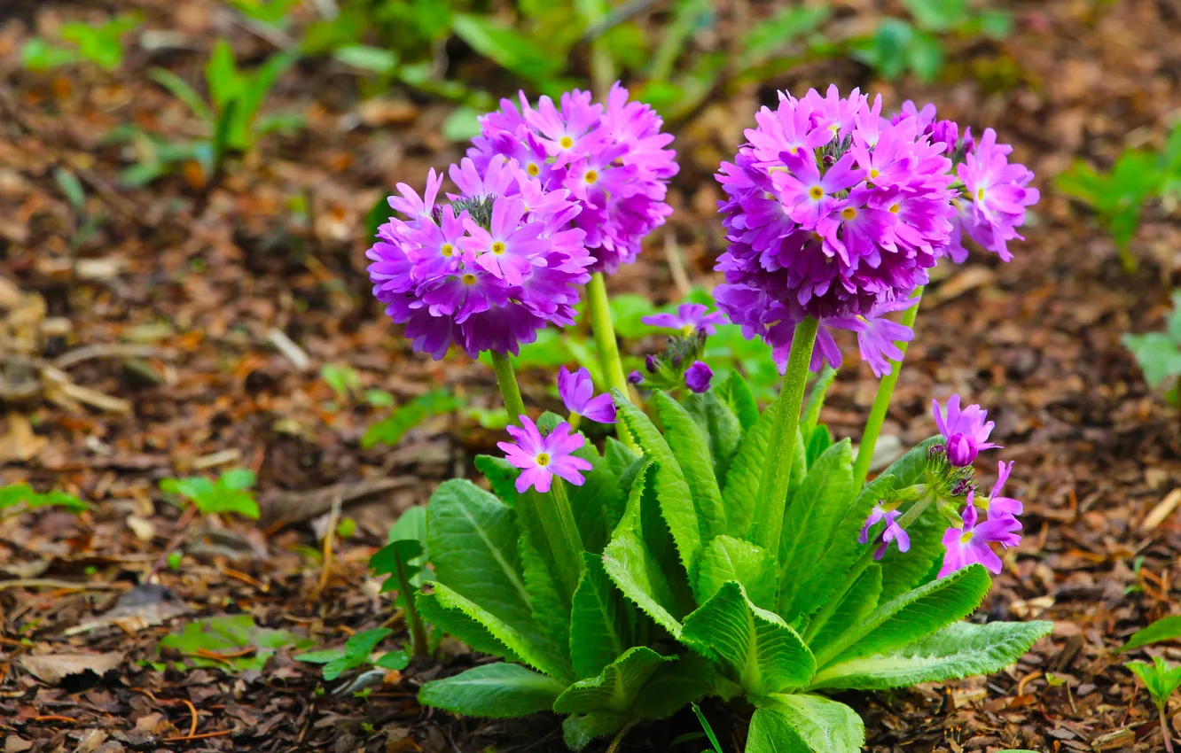 Photo wallpaper flower, spring, primroses
