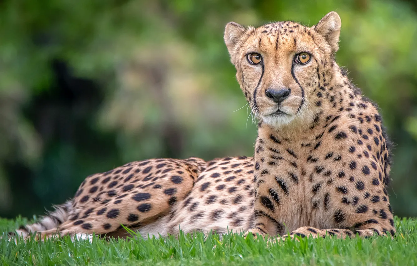 Photo wallpaper look, Cheetah, handsome