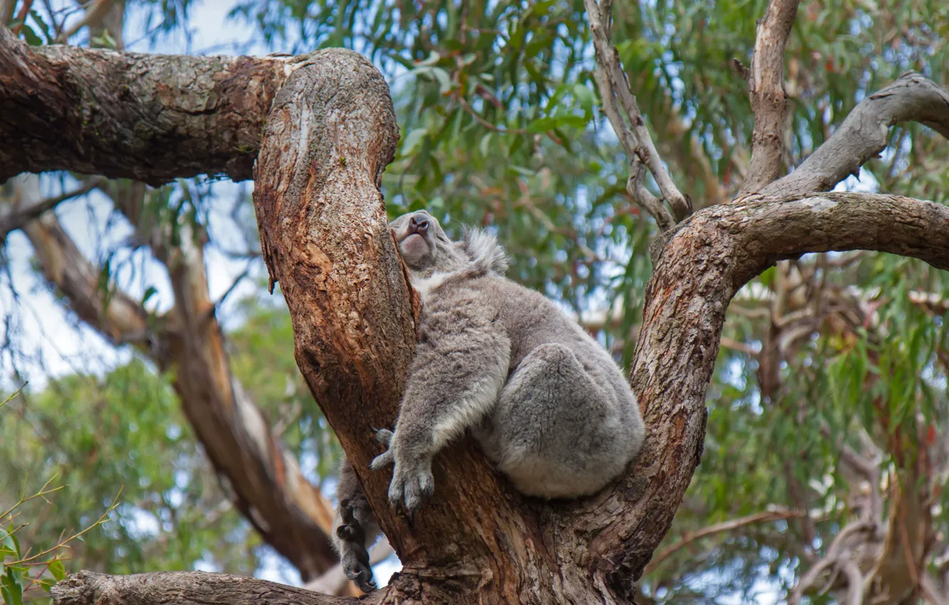 Photo wallpaper trees, Australia, sleeping, Koala