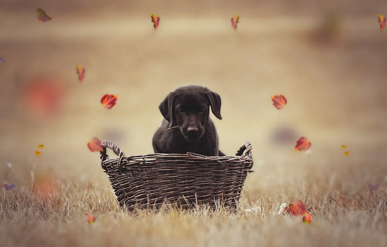 Photo wallpaper autumn, leaves, basket, dog, puppy, Labrador, bokeh