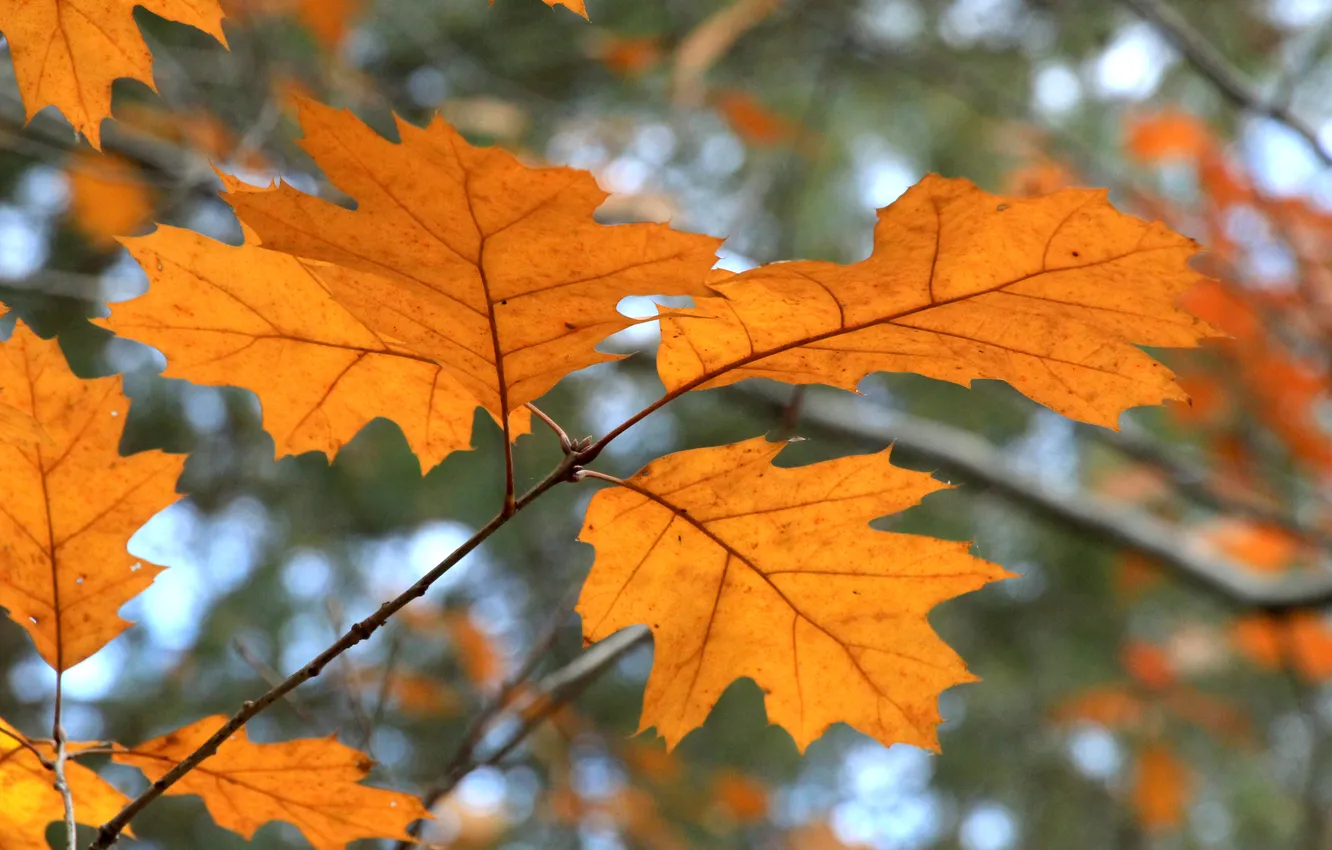 Photo wallpaper autumn, leafs, twig