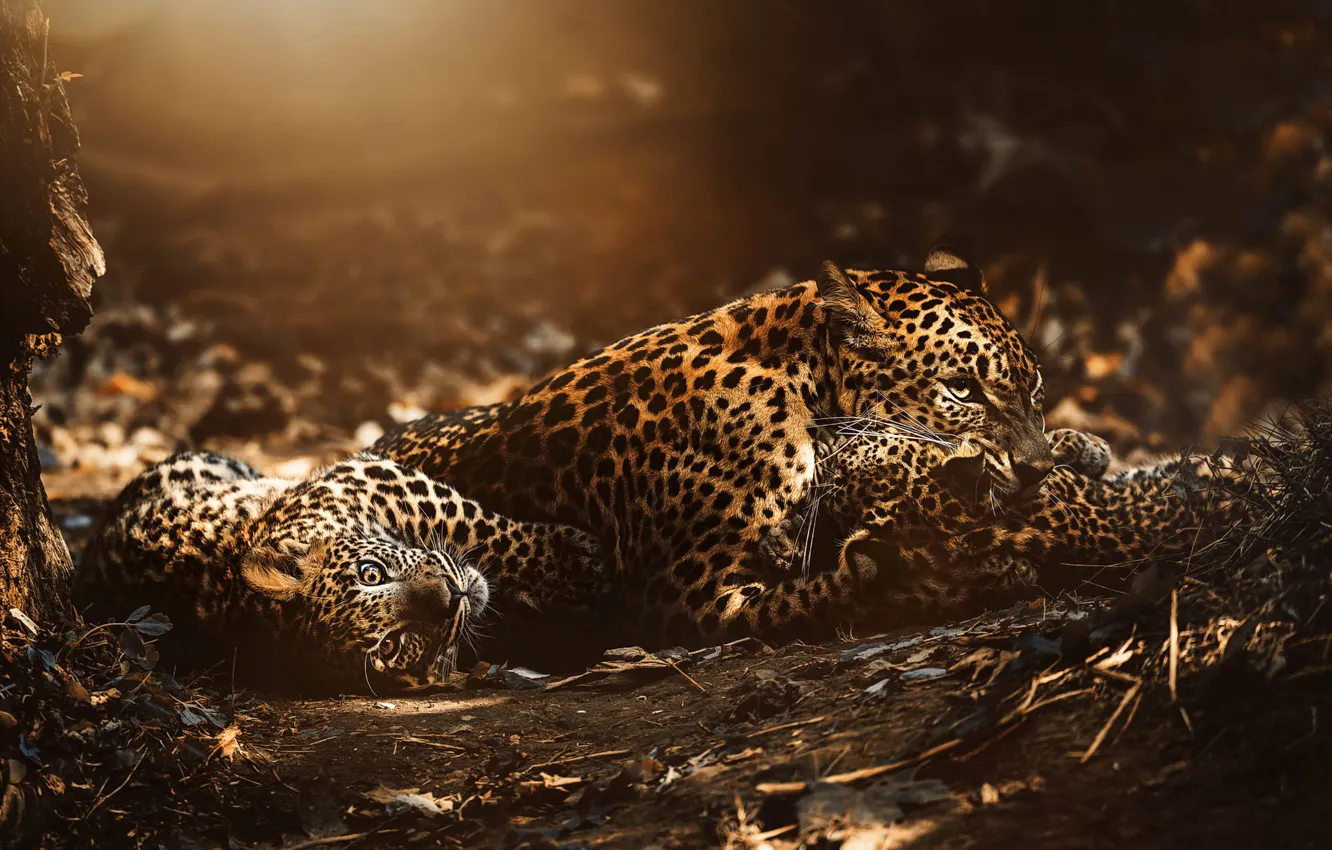 Photo wallpaper nature, leopard, cub, mother