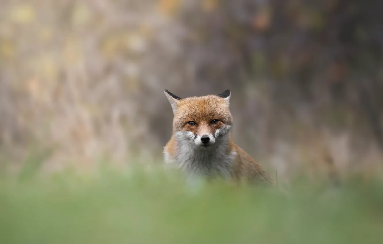 Photo wallpaper look, face, nature, pose, background, Fox, bokeh, blurred