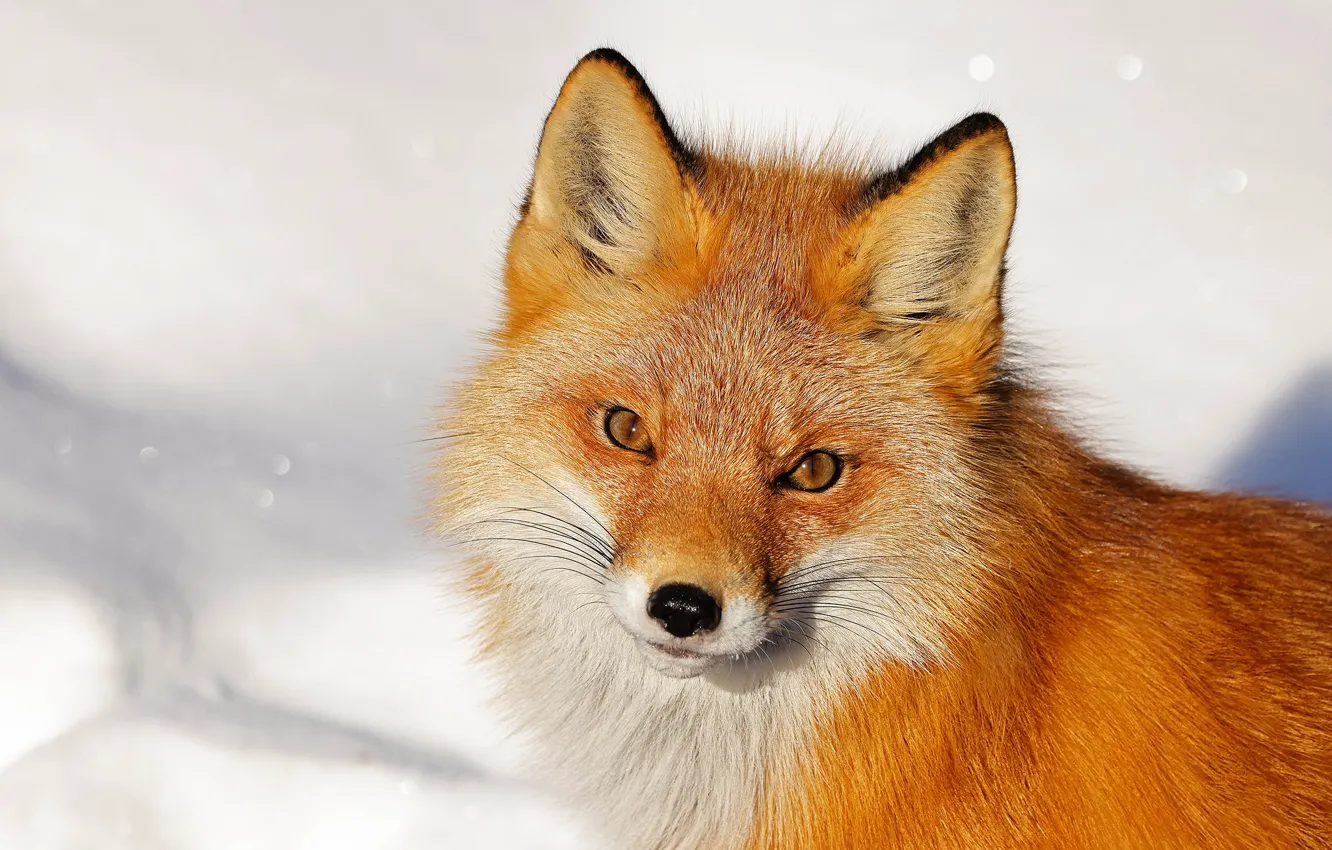 Photo wallpaper look, face, snow, background, portrait, Fox, red
