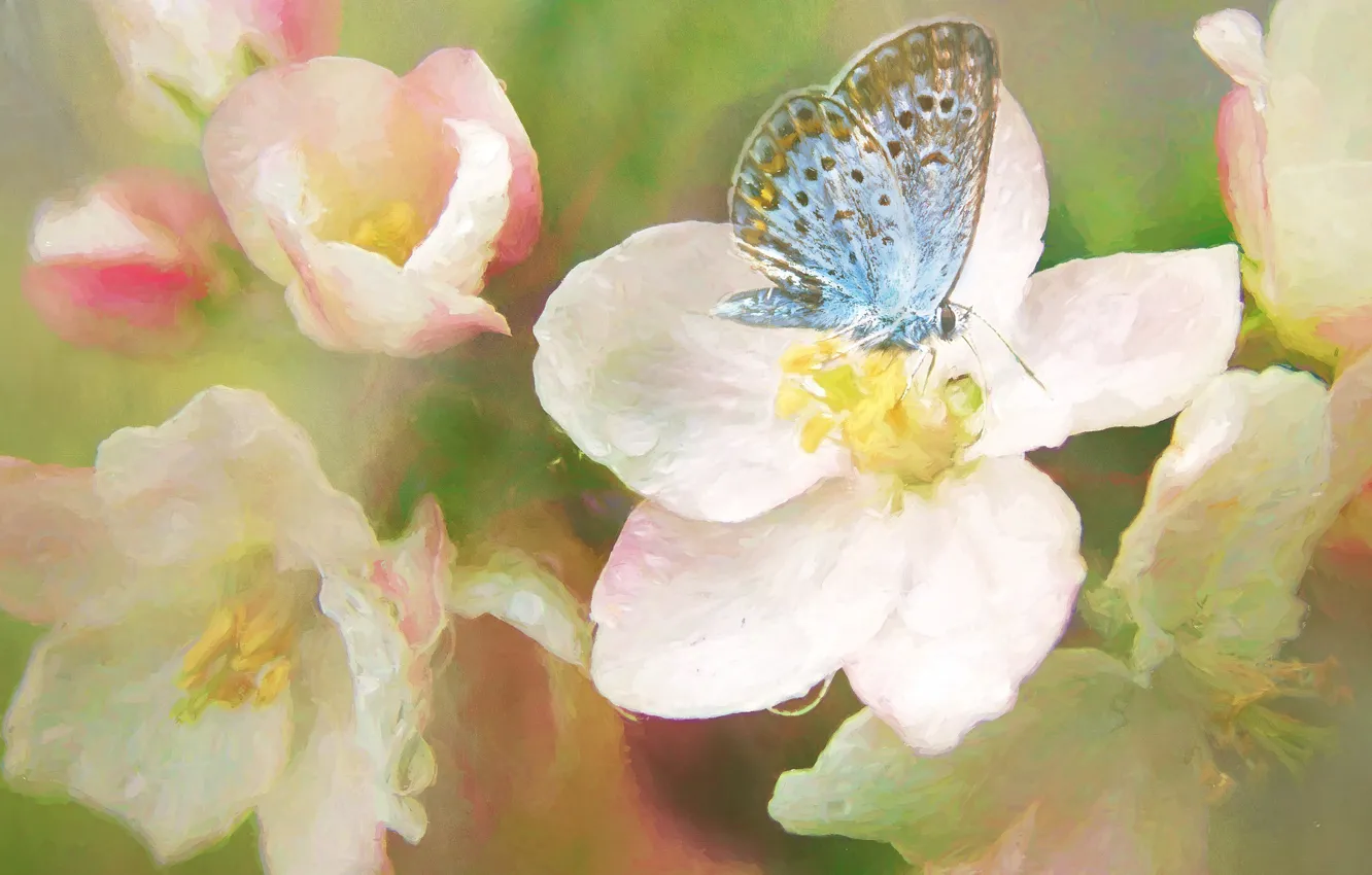 Photo wallpaper macro, flowers, butterfly, spring, art, painting, flowering, blue