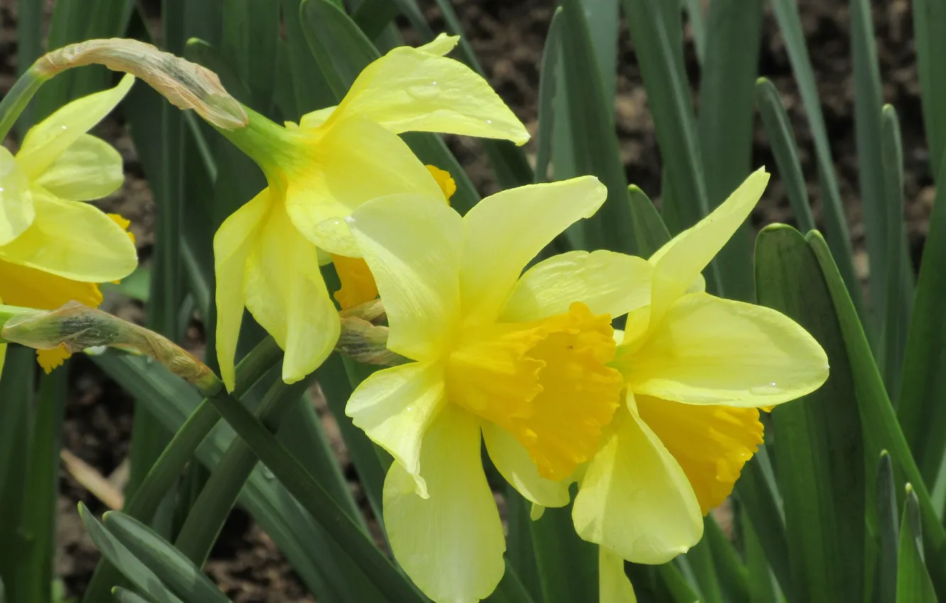 Photo wallpaper flowers, daffodils, spring 2018, mamala ©