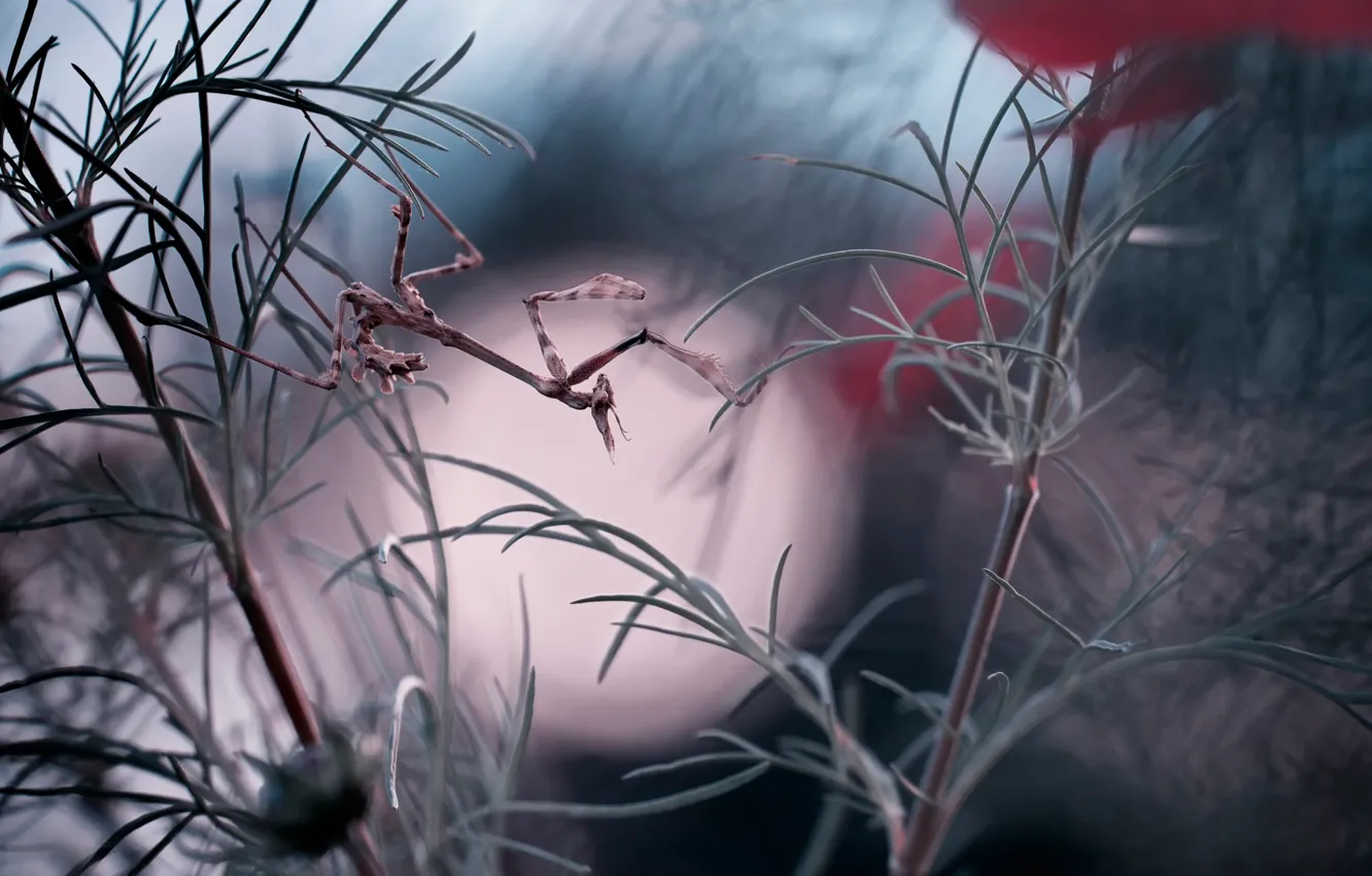 Photo wallpaper flowers, insect, Moonwalker