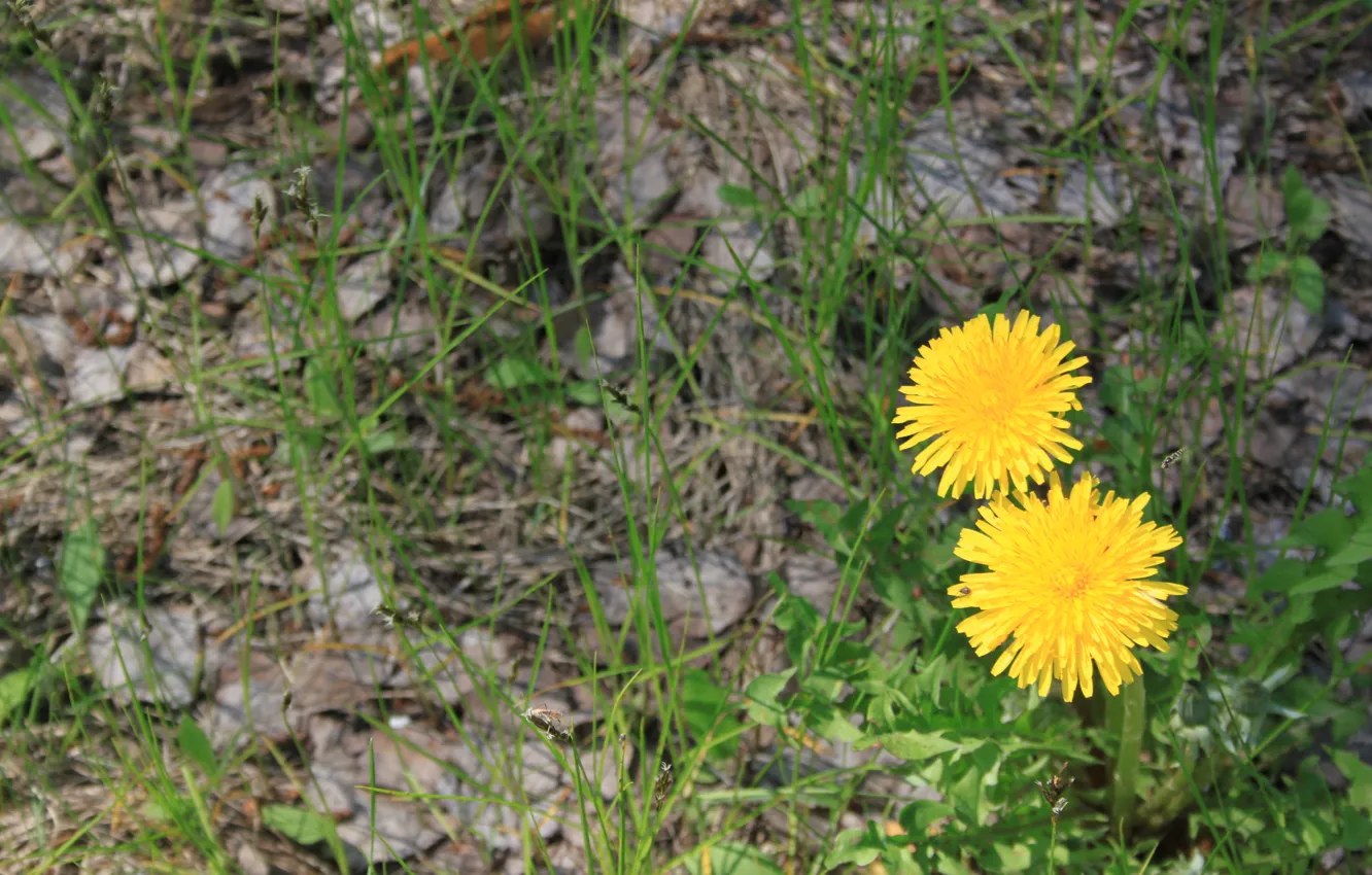 Photo wallpaper forest, grass, flowers, yellow, spring, dandelions