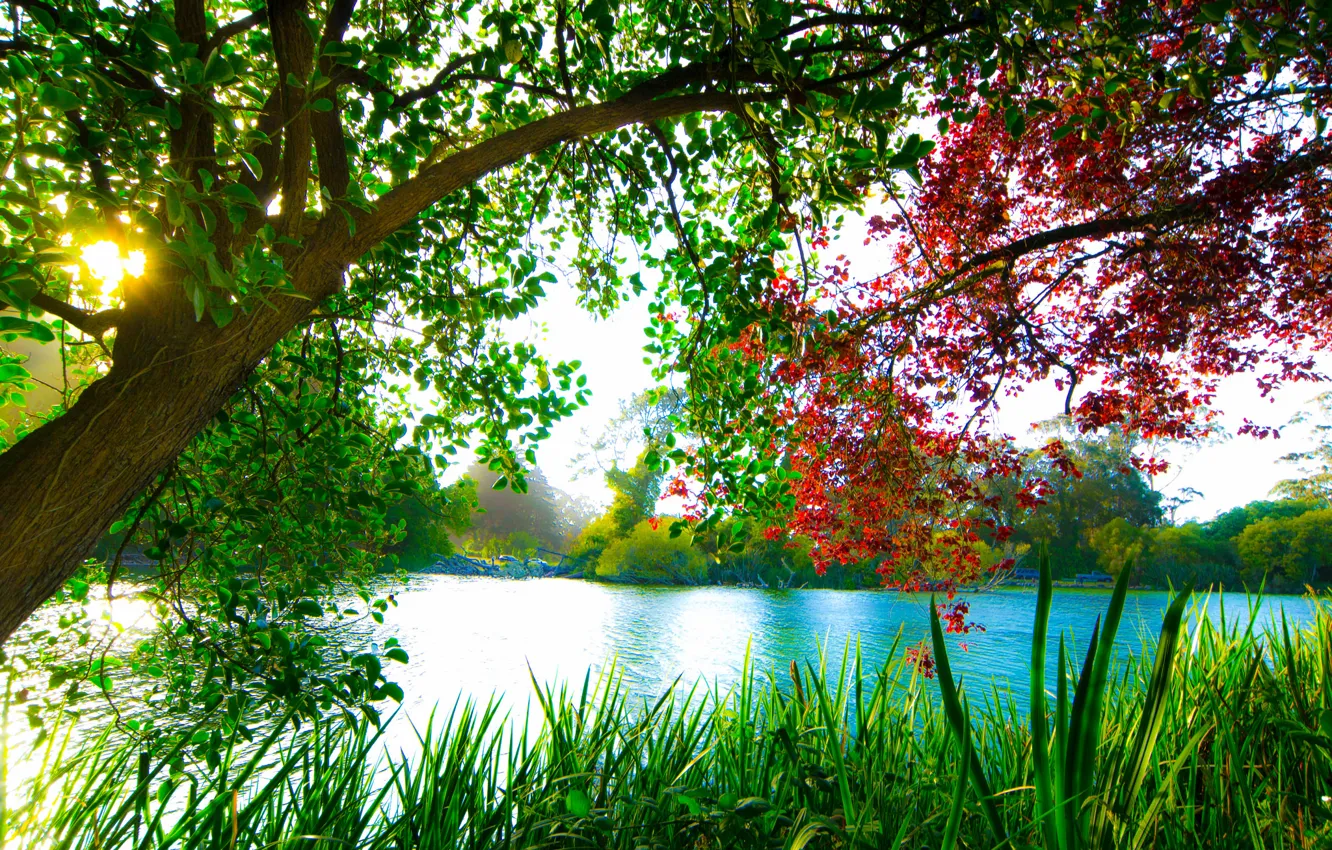 Photo wallpaper trees, lake, beauty