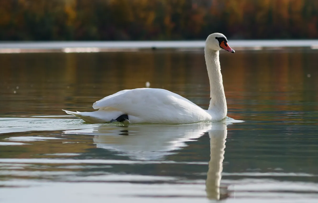 Photo wallpaper autumn, reflection, bird, shore, Swan, pond