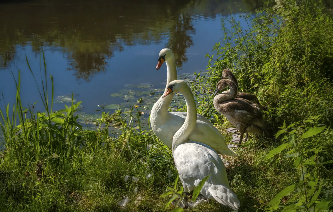 Photo wallpaper greens, summer, grass, light, birds, lake, shore, feathers