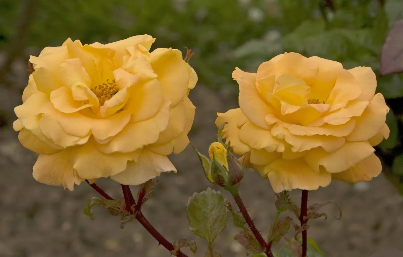 Photo wallpaper flowers, yellow, roses