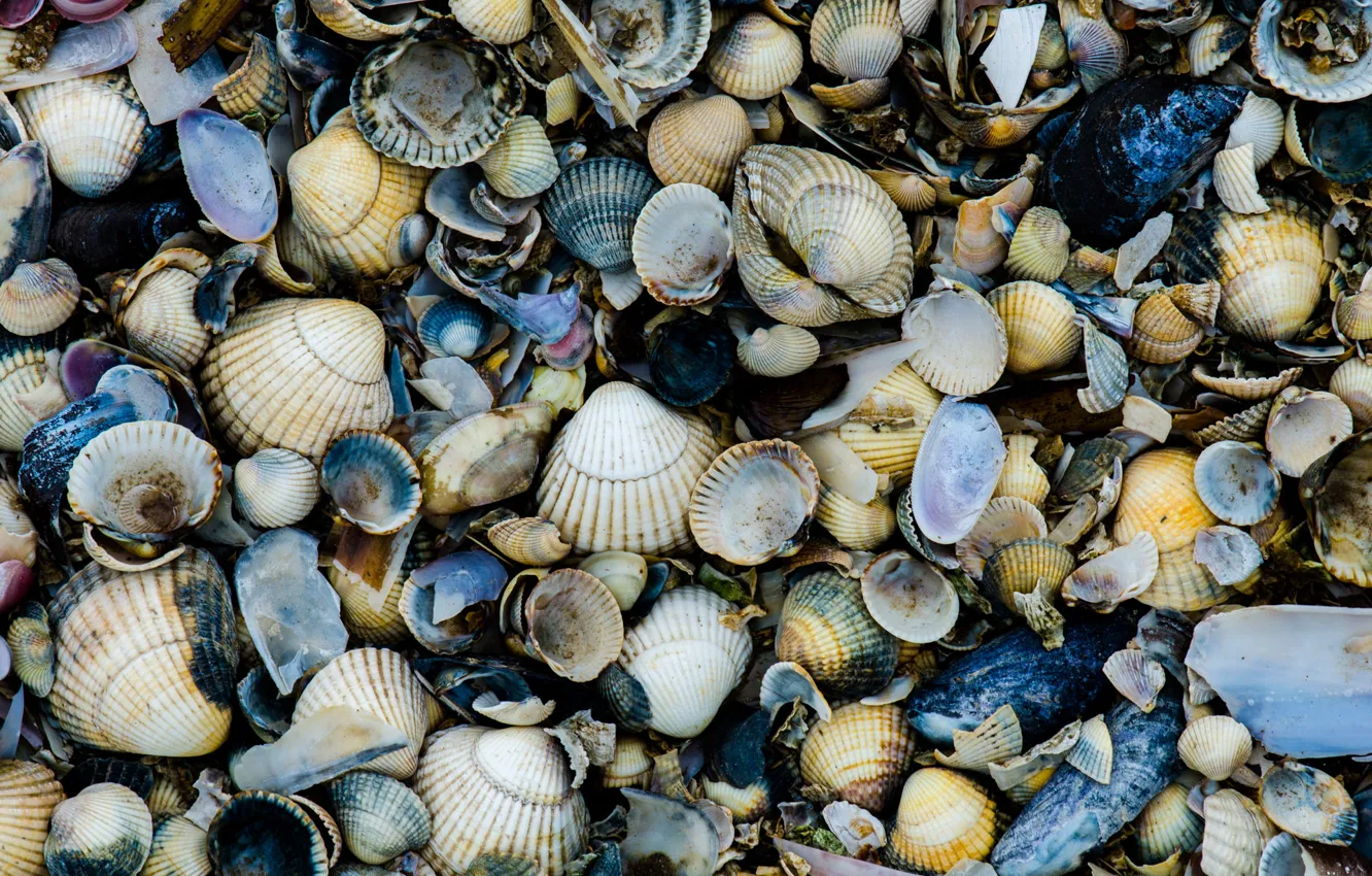 Photo wallpaper sea, rocks, shells