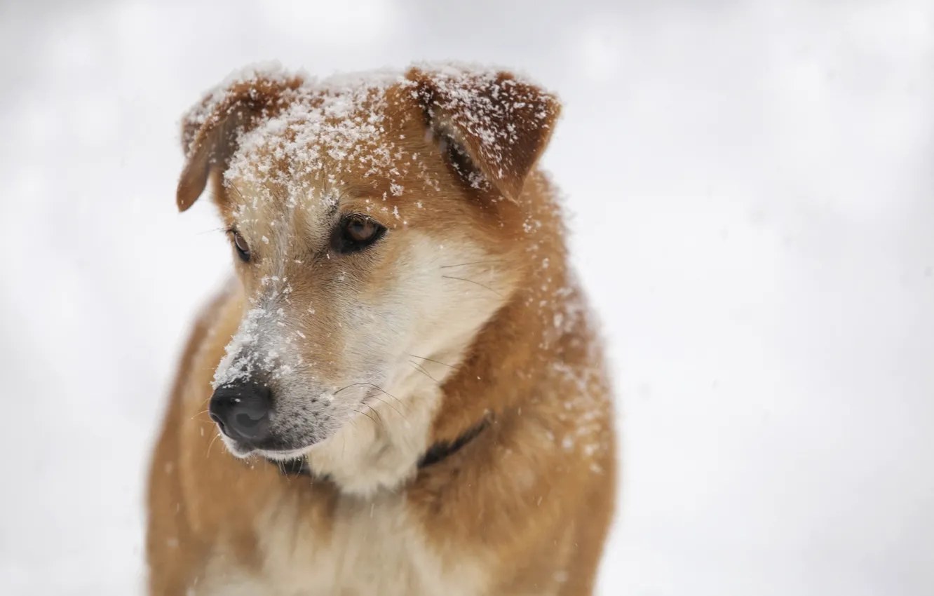 Photo wallpaper snow, each, dog