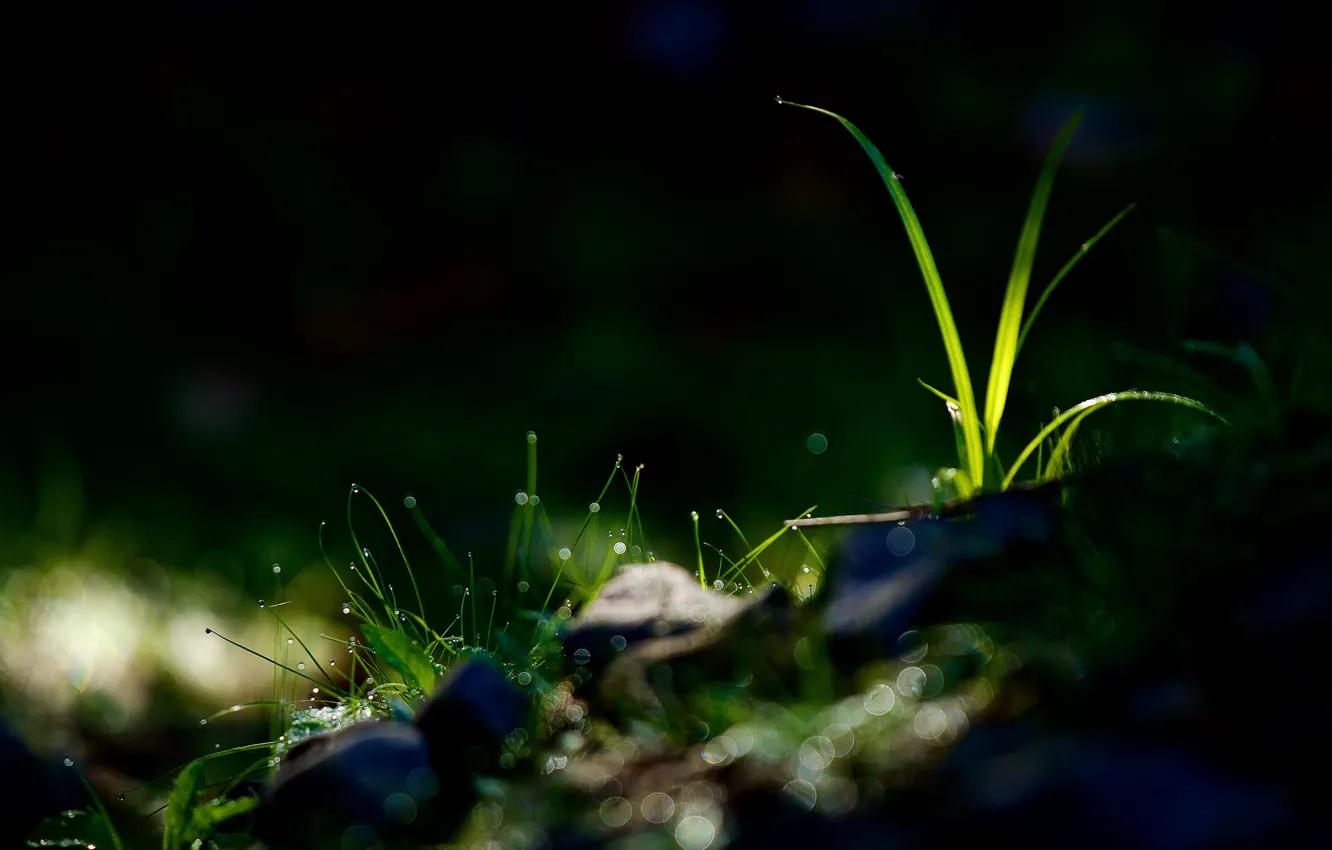 Photo wallpaper grass, Rosa, glare, water drops