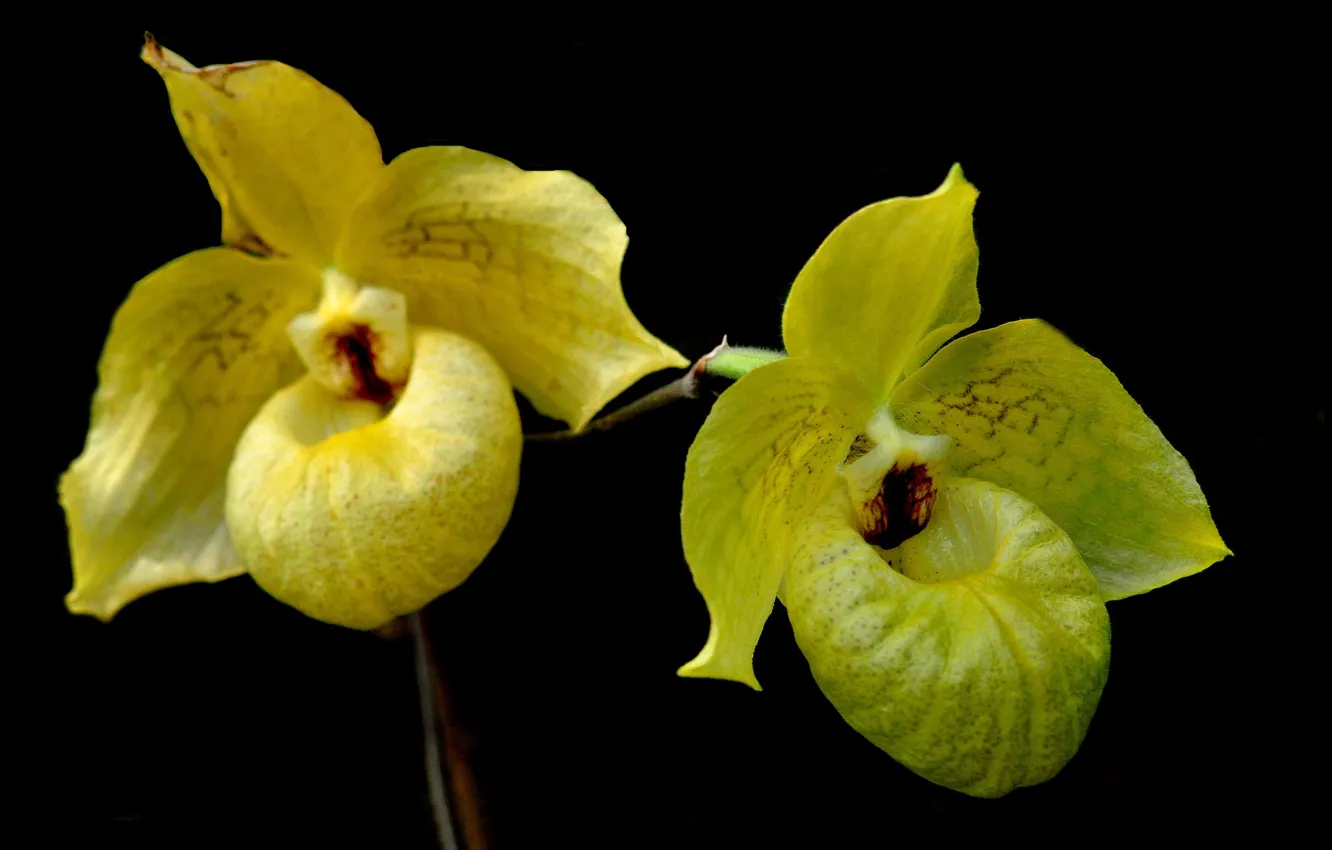 Photo wallpaper flowers, background, petals, exotic, Orchid