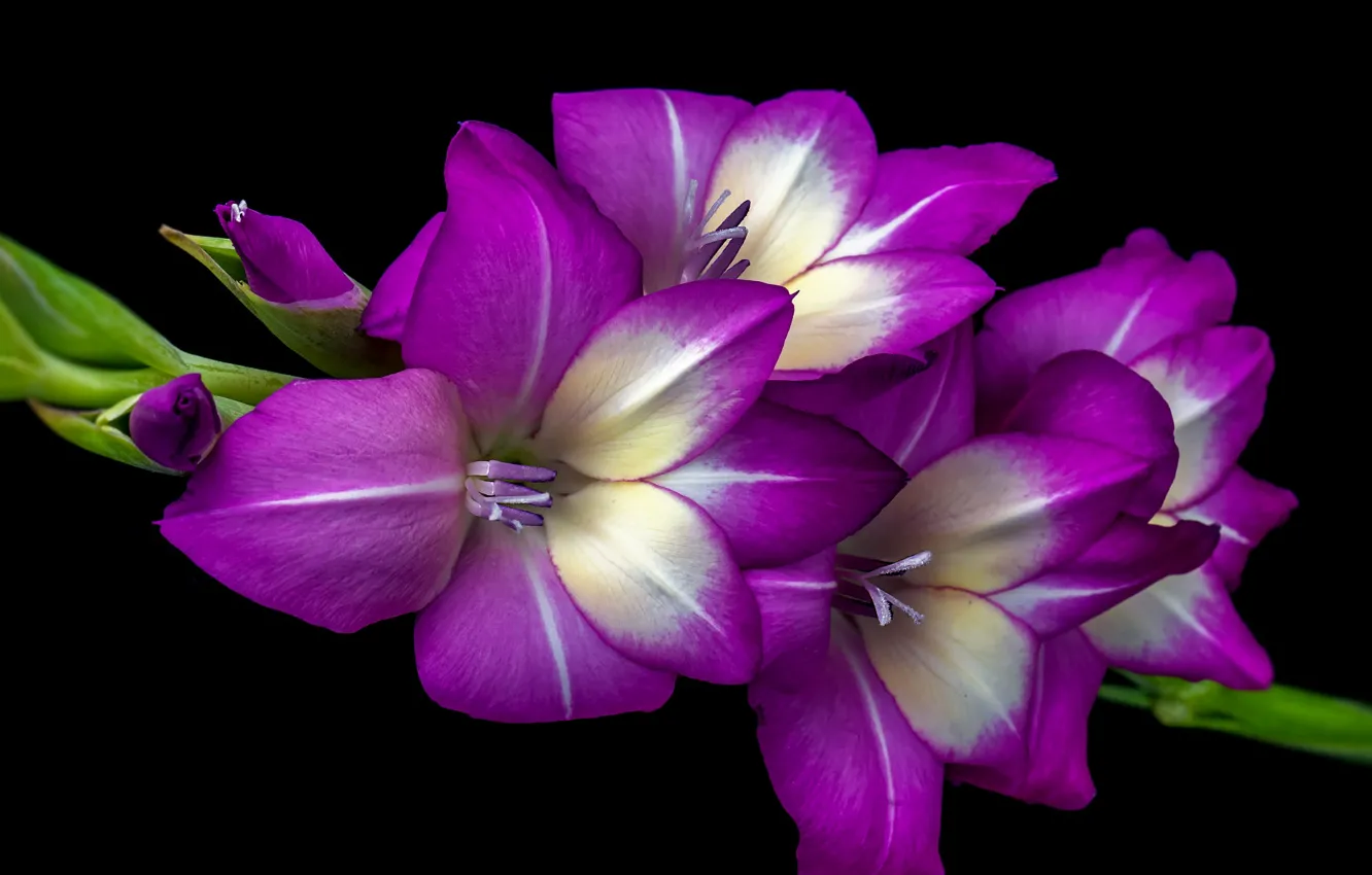 Photo wallpaper flowers, purple, black background, lilac, gladiolus