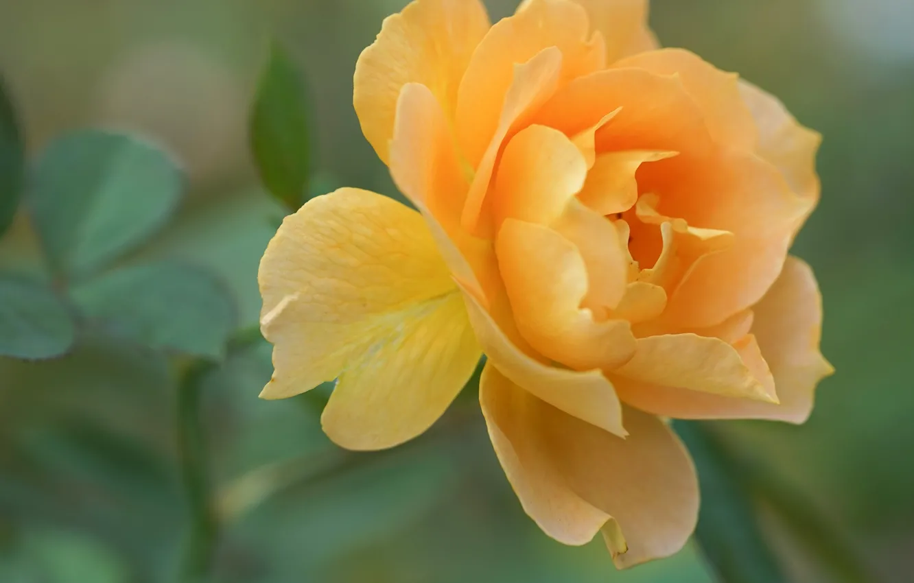 Photo wallpaper macro, roses, petals, yellow rose