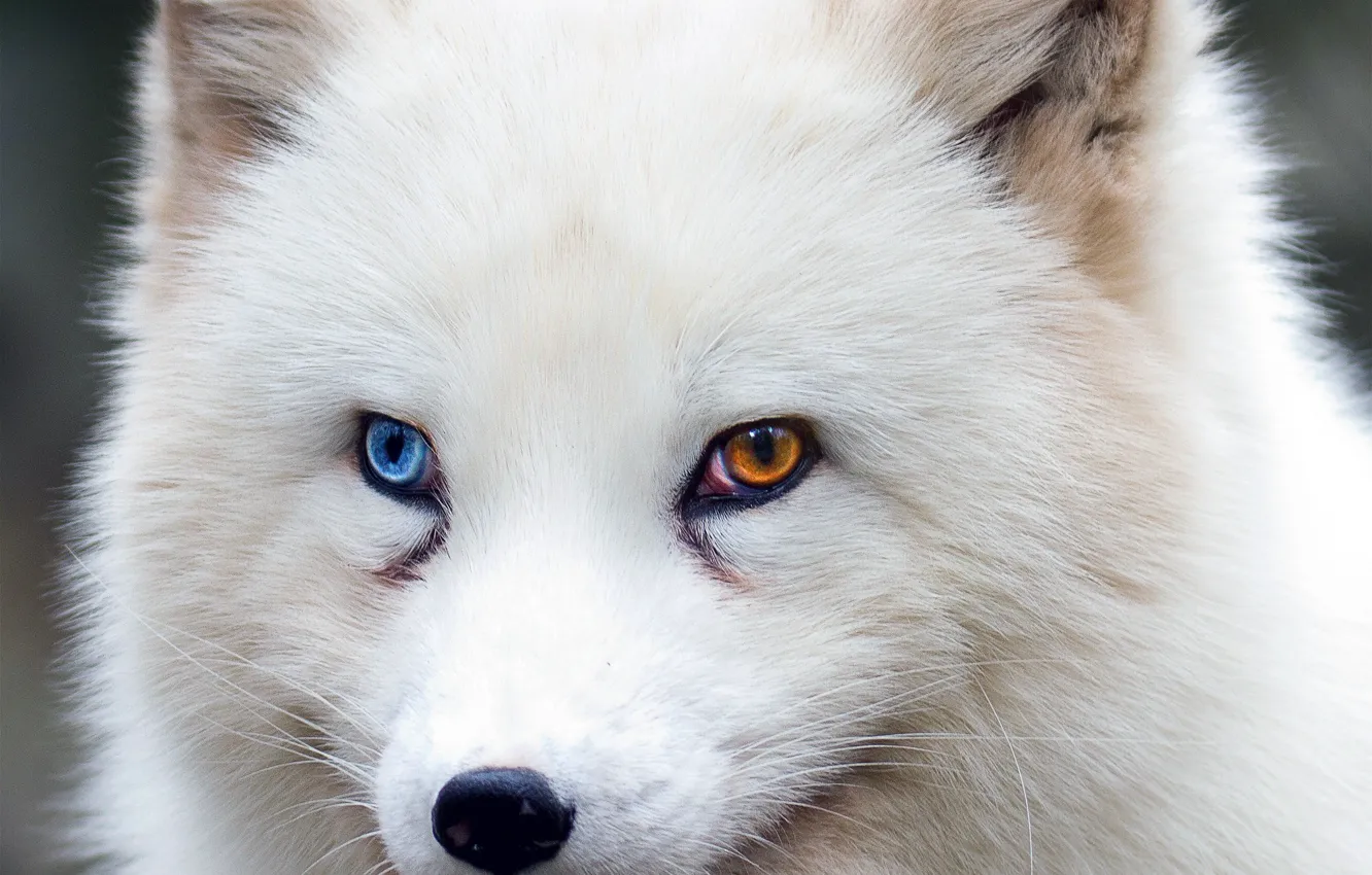 Photo wallpaper fox, brown eyes, blue eyes, animal, wildlife, fur, ears, close up