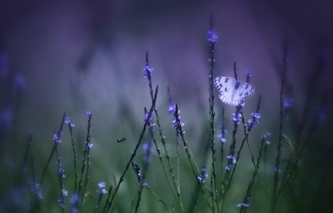 Photo wallpaper field, purple, grass, macro, flowers, green, background, Butterfly