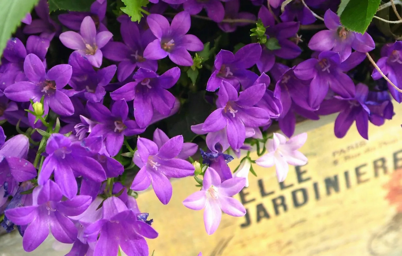 Photo wallpaper the inscription, box, bells