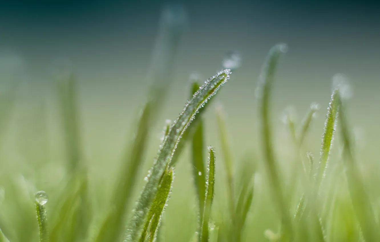 Photo wallpaper grass, macro, nature, Rosa, focus, grass, Focus, nature