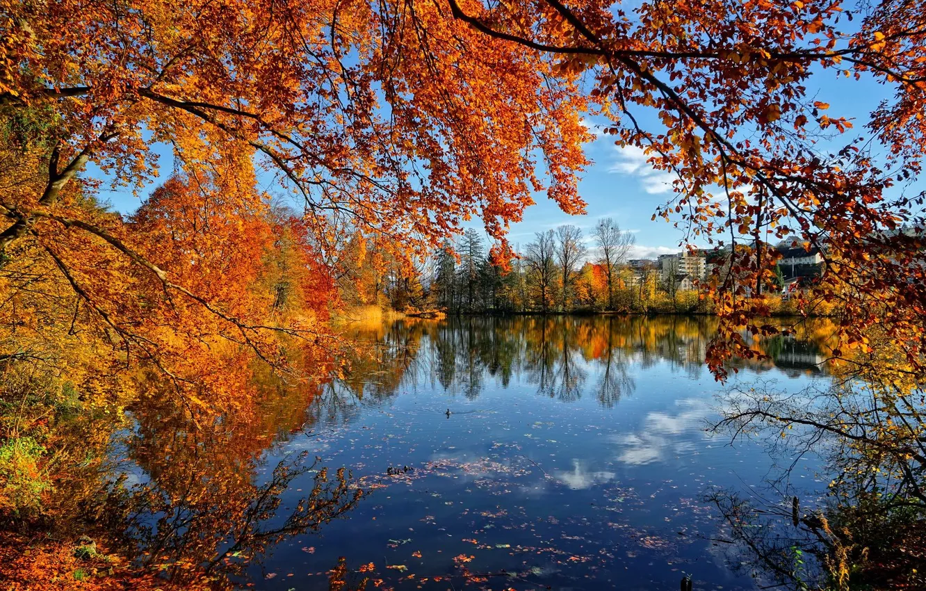 Photo wallpaper autumn, leaves, trees, pond, home