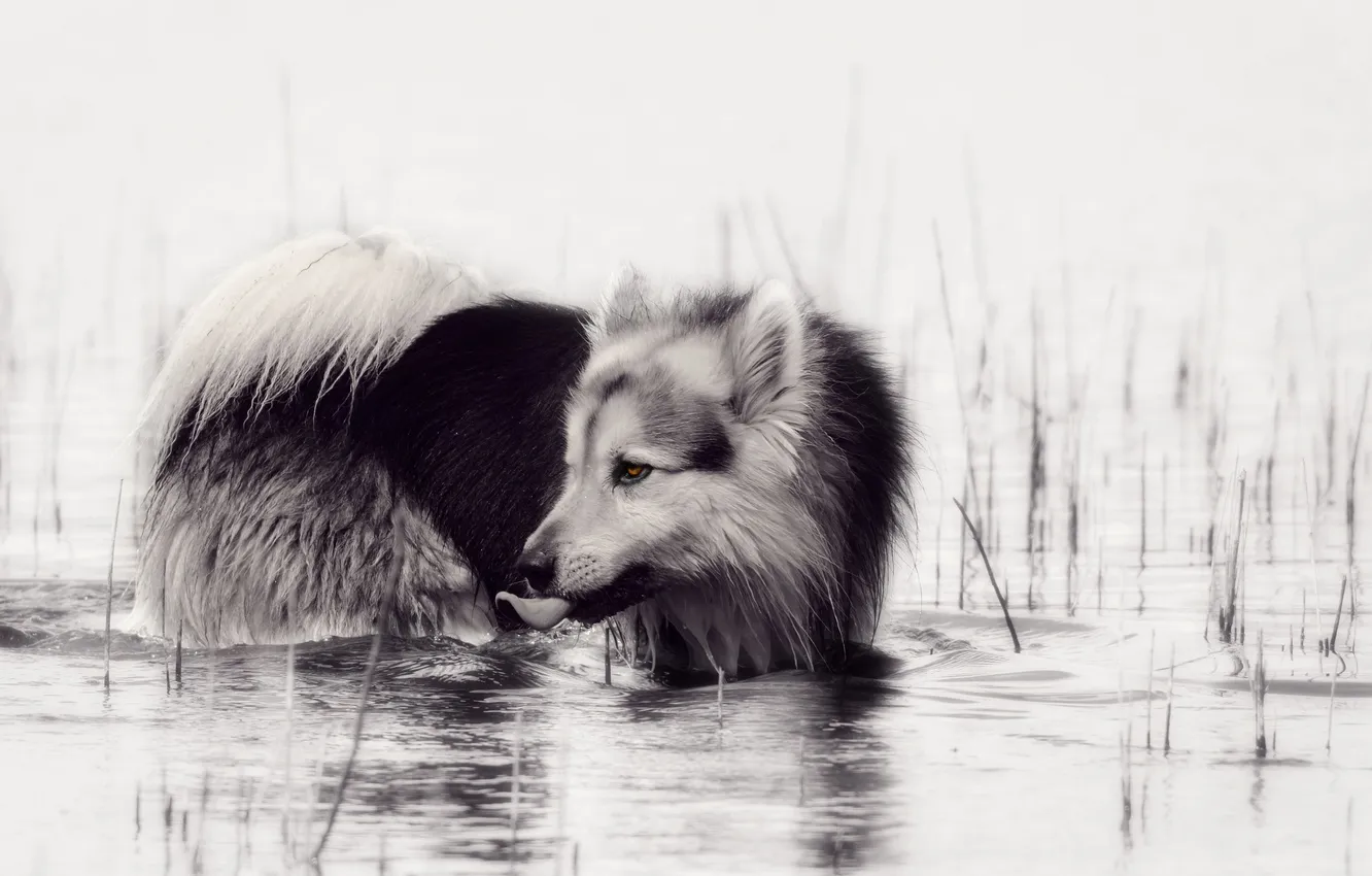 Photo wallpaper look, each, dog