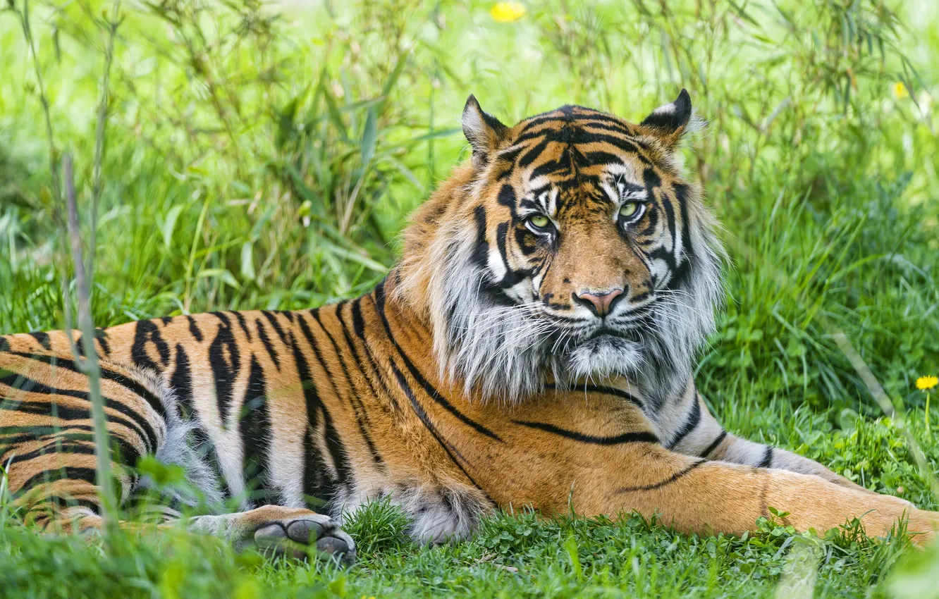Photo wallpaper grass, tiger, stay, ©Tambako The Jaguar, Sumatran
