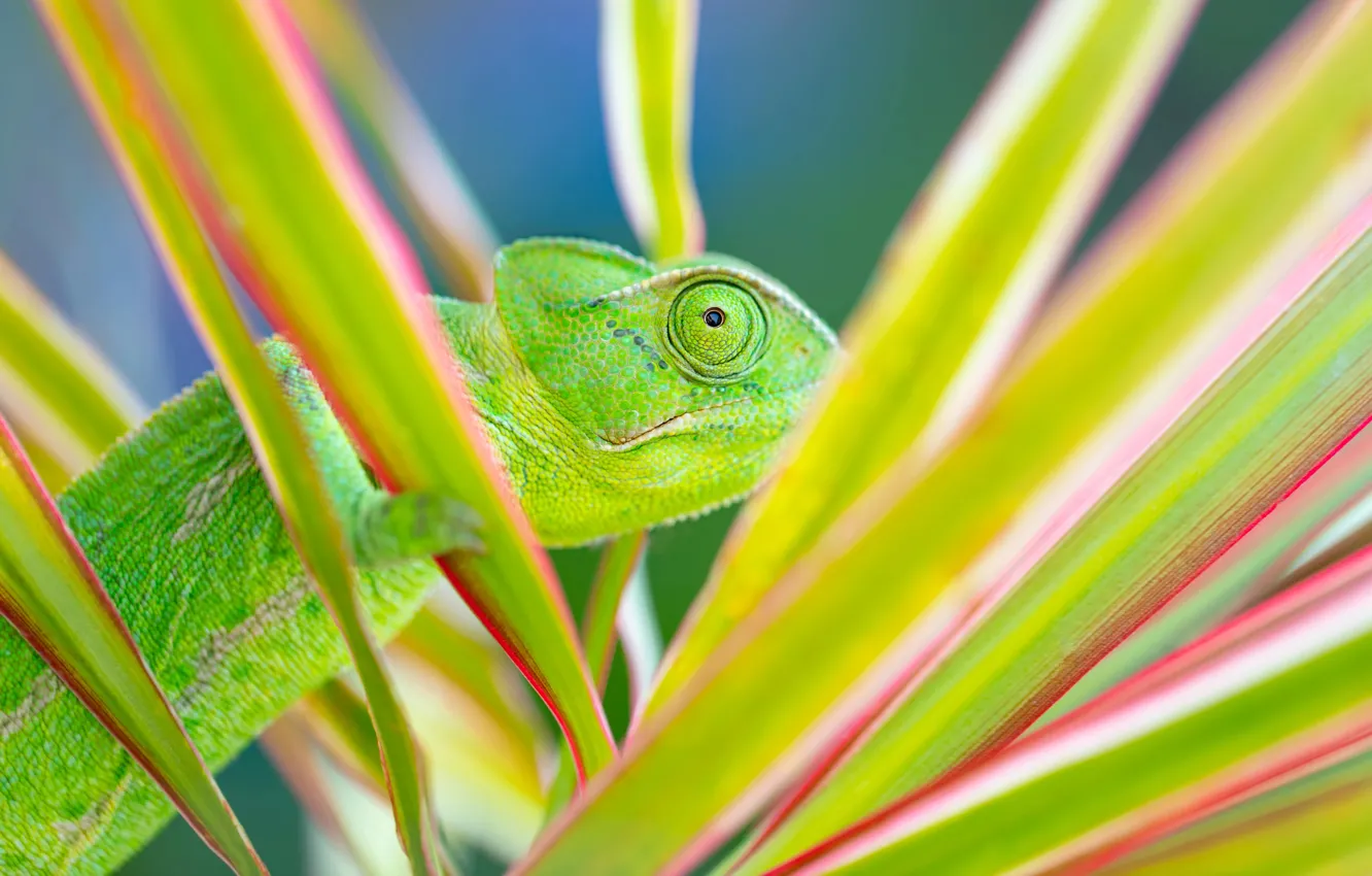 Photo wallpaper chameleon, plant, chameleon, Exotic, TERRARIUM, Terrarium, Fascinating pets, Exotic and mesmerizing pets