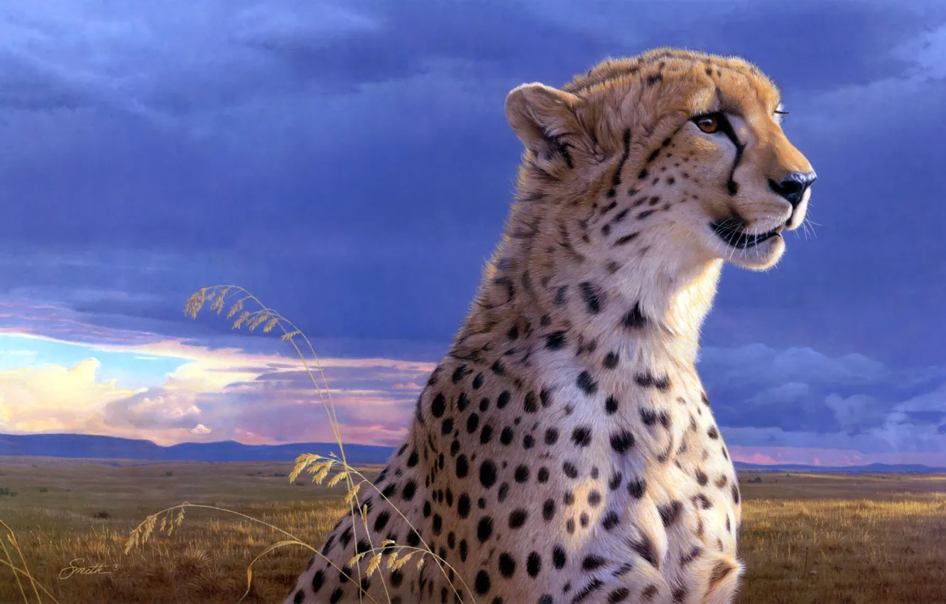 Photo wallpaper art, Cheetah, Daniel Smith