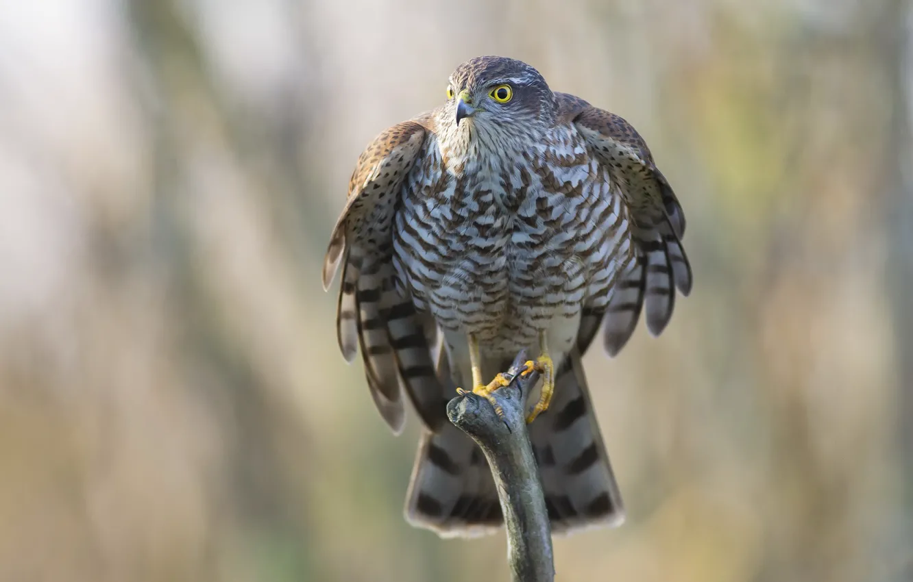 Photo wallpaper nature, bird, Eurasian Sparrowhawk