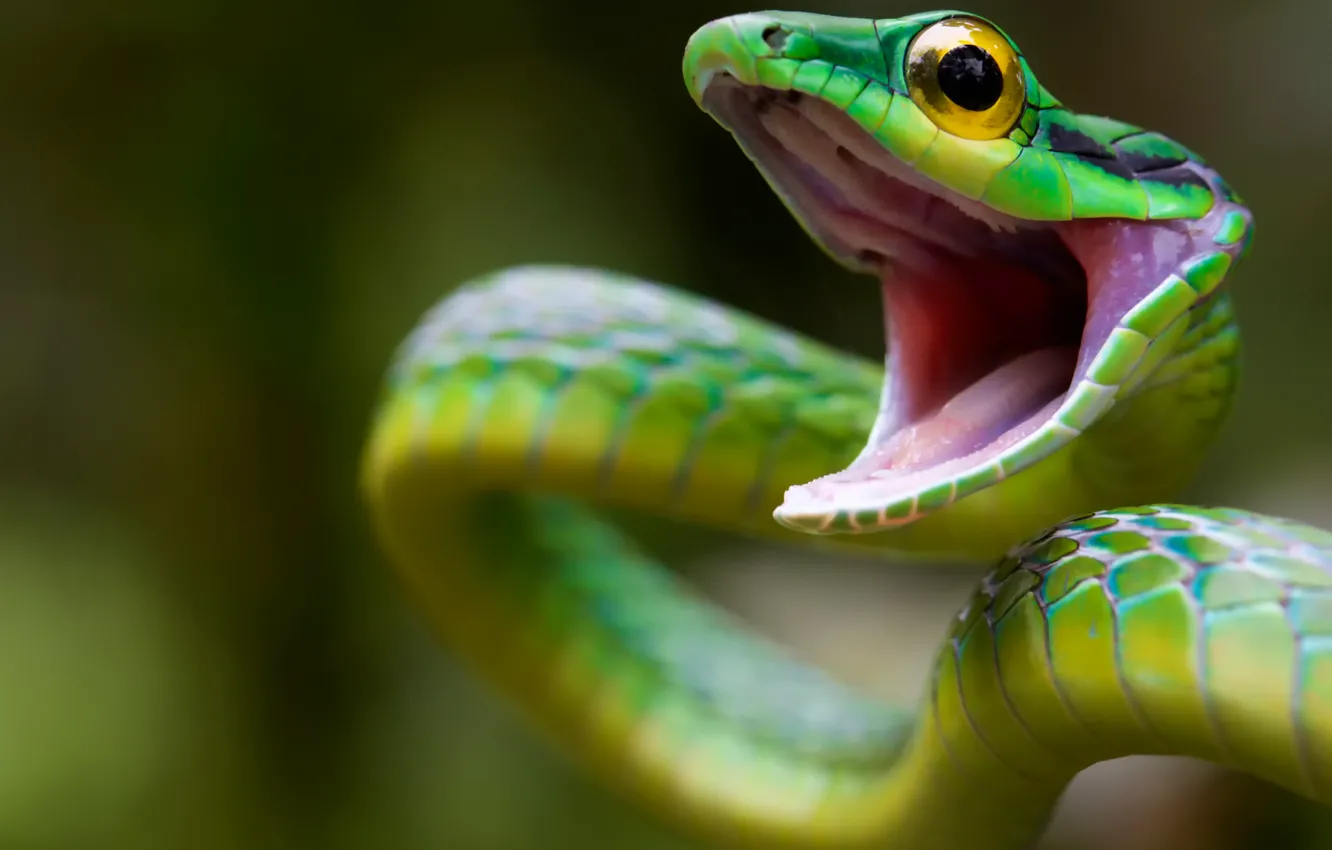 Photo wallpaper attack, snake, wildlife, Costa Rica, Green Snake