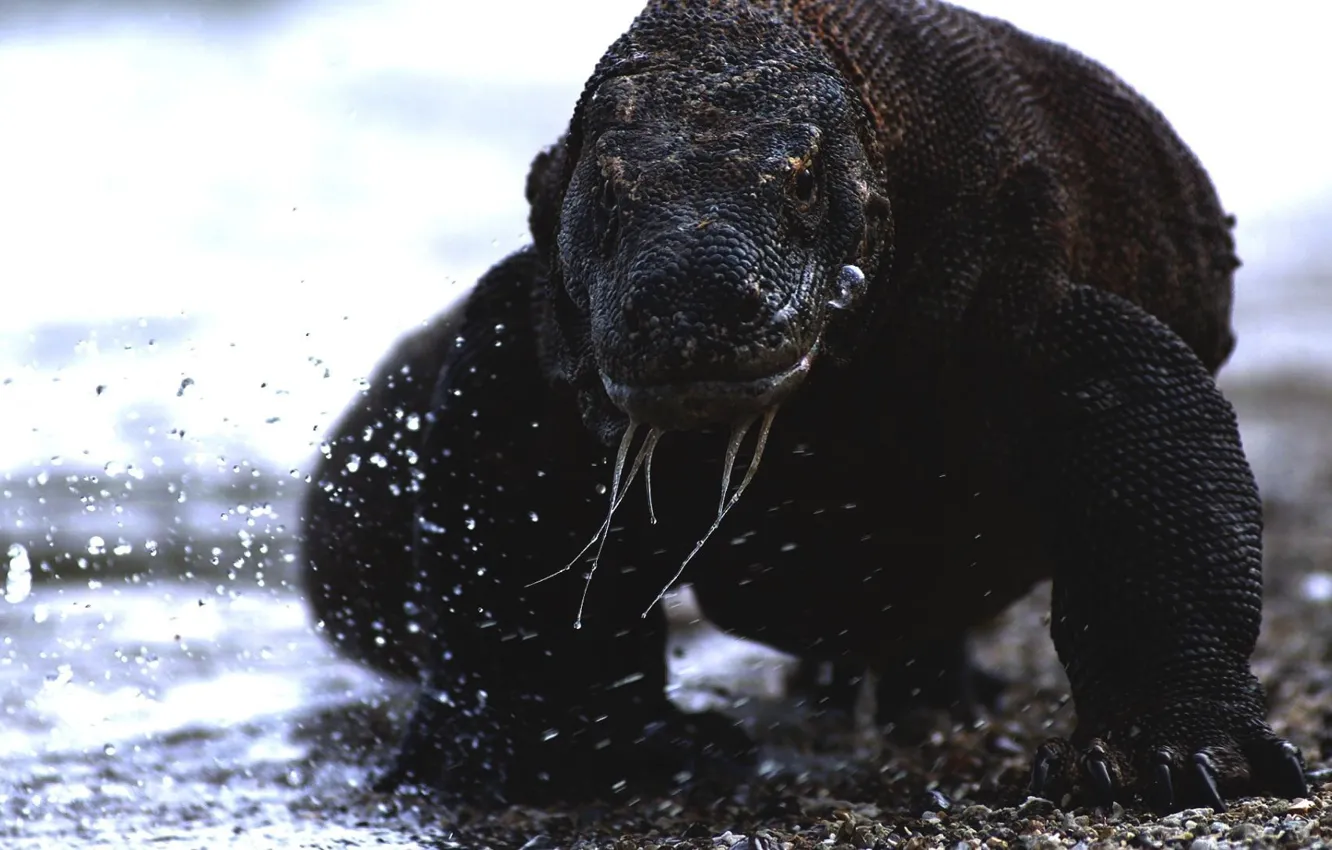 Photo wallpaper waves, animals, sea, water, water drops, reptiles, komodo dragon