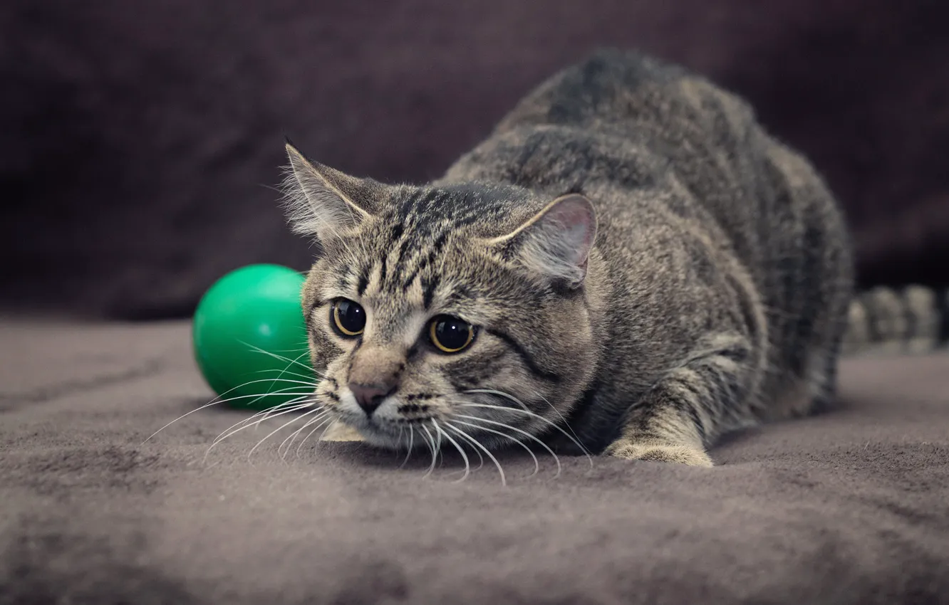 Photo wallpaper cat, cat, balls, grey, the game, the ball, floor, the ball