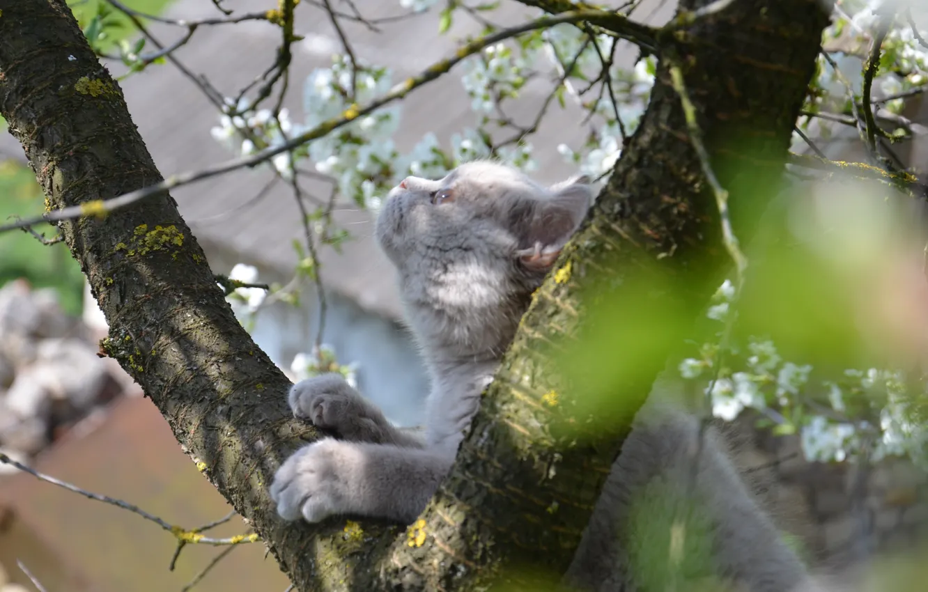 Photo wallpaper tree, spring, Cat, curiosity, Scot