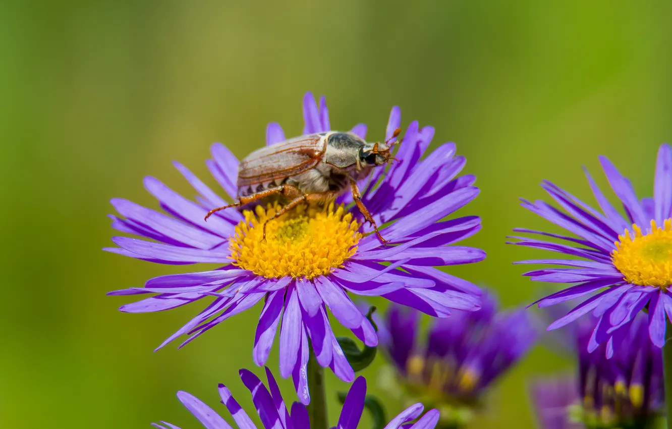 Photo wallpaper macro, flowers, nature, may beetle