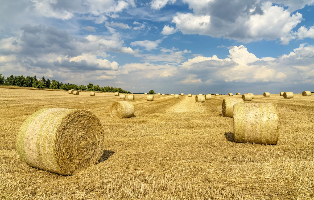 Photo wallpaper field, summer, hay