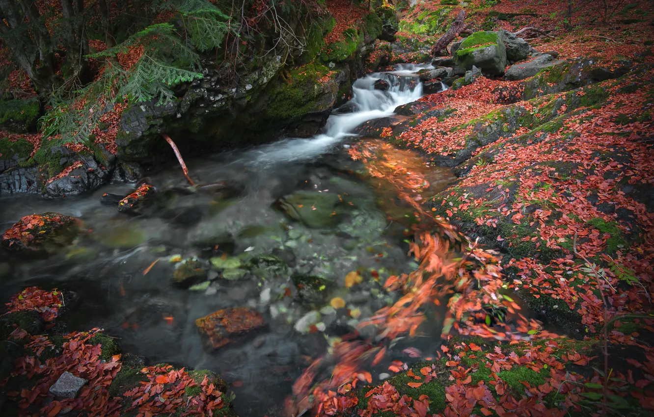 Photo wallpaper autumn, leaves, nature, stream, stones